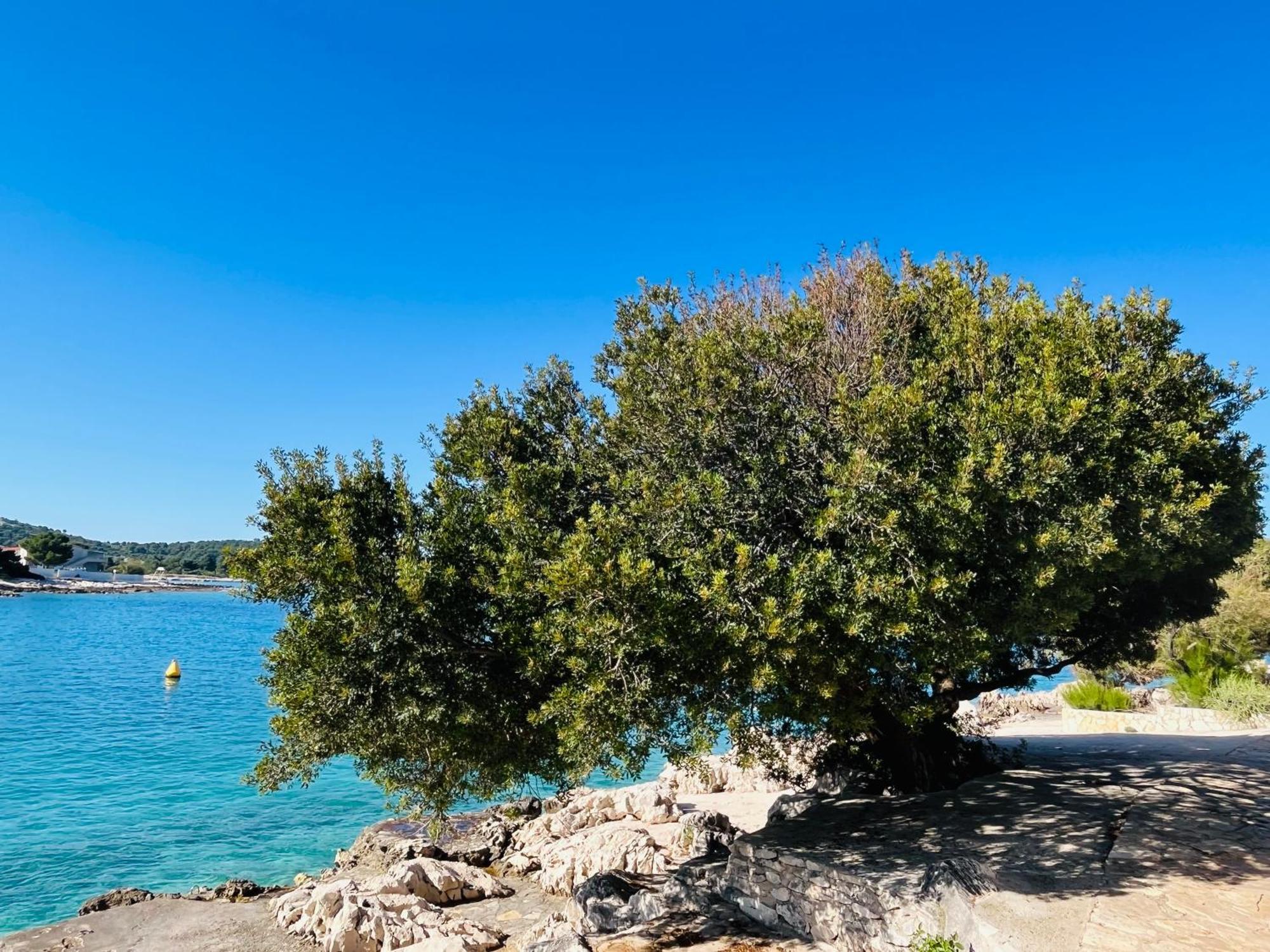Apartmani Mate Rogoznica  Exteriör bild